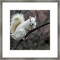 Winter Squirrel Framed Print