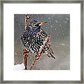 Winter Starling 2 Framed Print