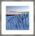 Winter Sumac 2016 Framed Print