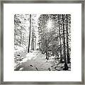 Winter Sunshine Forest Shades Of Gray Framed Print