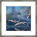 Winter Swans Framed Print