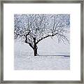 Winter Tree Framed Print
