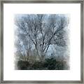 Winter Trees Framed Print