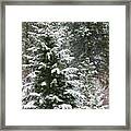 Winter Woodland Framed Print