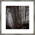 Winter Woods Framed Print