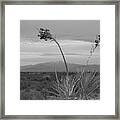 Winter Yucca Framed Print