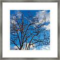 Winter's Tree Framed Print