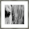 Wisdom Framed Print