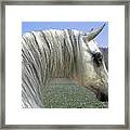 Wise Grey Mare Framed Print