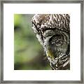 Wise 'ol Owl Framed Print
