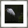 Wispy Great White Heron Framed Print