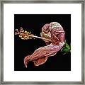 Withering Hibiscus Framed Print