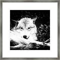Wolf Grin Framed Print