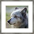 Wolf Hollow 9582b Framed Print