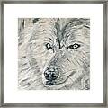 Wolf In Charcoal Framed Print