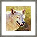 Wolf In Morning Light Framed Print