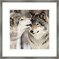 Wolf Kisses Framed Print