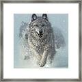 Wolf Pack Running - Snow Plow Framed Print