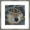 Wolf Portrait - Fire In Ice Framed Print