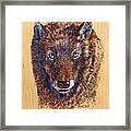 Wolf Framed Print