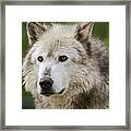 Wolf Framed Print