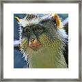 Wolf's Monkey Framed Print