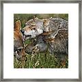 Wolf Pack  - The Greeting Framed Print