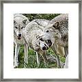 Wolves Playing Framed Print