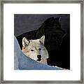 Wolves, Real And Surreal Framed Print