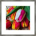 Wonderful Colorful Tulips Framed Print