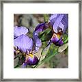 Wonderful Purple Irises Framed Print
