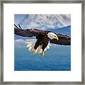 Wonders Of Alaska- Bald Eagle Framed Print