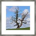 Wonky Tree Framed Print