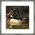Wood Duck 02 Framed Print