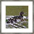 Wood Duck And Ducklings Framed Print