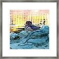 Wood Duck At Sunset Framed Print