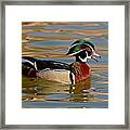 Wood Duck Drake Calling On The Pond Framed Print