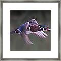 Wood Duck Flight Framed Print