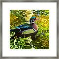 Wood Duck In Lights Framed Print