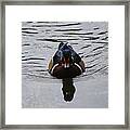 Wood Duck Male 20130924_268 Framed Print