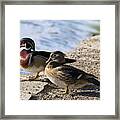 Wood Duck Pair By The Lake Framed Print