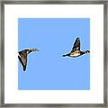 Wood Ducks 1 Framed Print