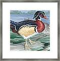 Wood Ducks Framed Print