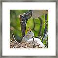 Wood Stork Chick And Mom Framed Print