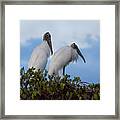 Wood Stork Couple Framed Print