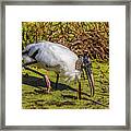 Wood Stork In Duck Weed Framed Print