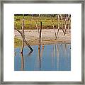 Wood Walk Framed Print