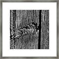 Wooden Boards Of A Dock Bw Framed Print