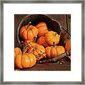Wooden Bucket Filled With Tiny Pumpkins Framed Print