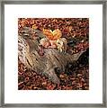 Woodland Fairy Framed Print